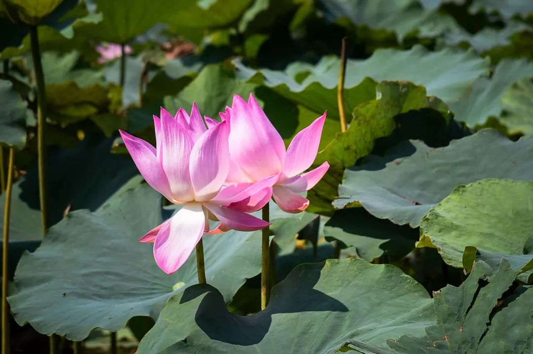 鹤山离广州最近的地方是哪里,鹤山周边游玩的地方推荐