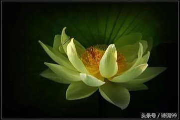 禅心已作沾泥絮是什么意思,禅心已作沾泥絮出自哪首诗