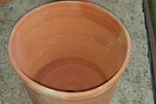 君子兰扦插秋季换盆当年能开花吗,正在开花时君子兰可以换盆吗