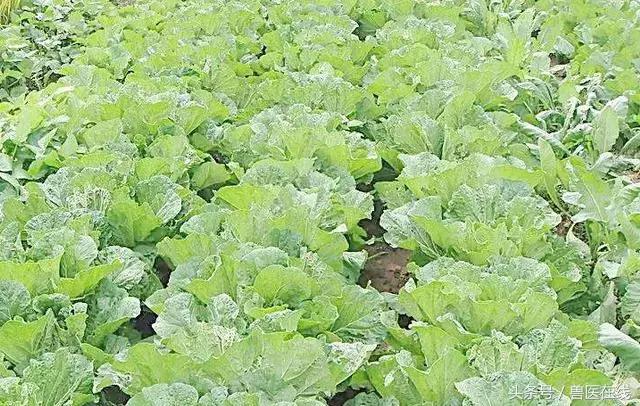 养猪怎么才能带动全村养猪致富,现在实用养猪技术大全