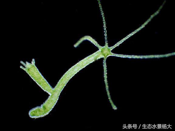 不伤虾的杀蓝藻方法,不伤稻田虾除纤毛虫的药