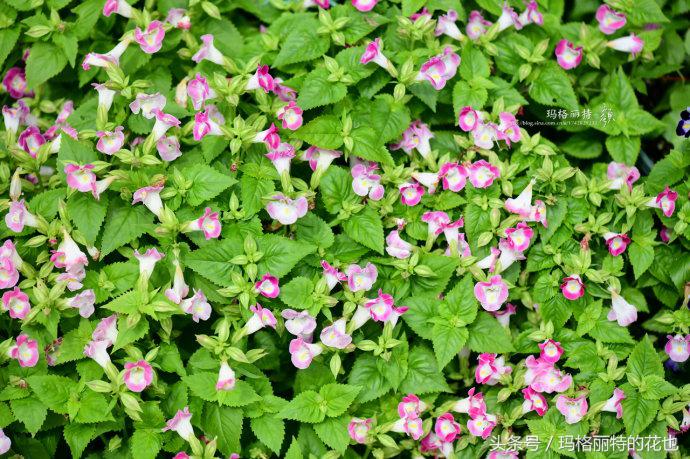 开满鲜花的小路教学设计一等奖,园丁培植万朵花