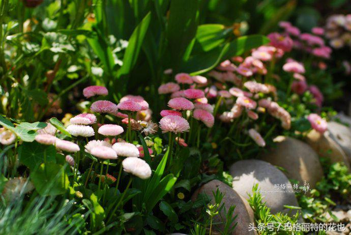 开满鲜花的小路教学设计一等奖,园丁培植万朵花