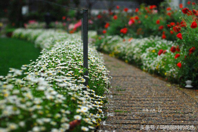 园丁修剪灌木,开满鲜花的小路教学设计一等奖