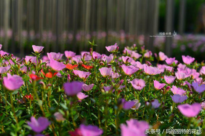 园丁修剪灌木,开满鲜花的小路教学设计一等奖