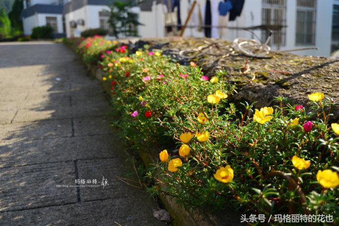 开满鲜花的小路教学设计一等奖,园丁培植万朵花