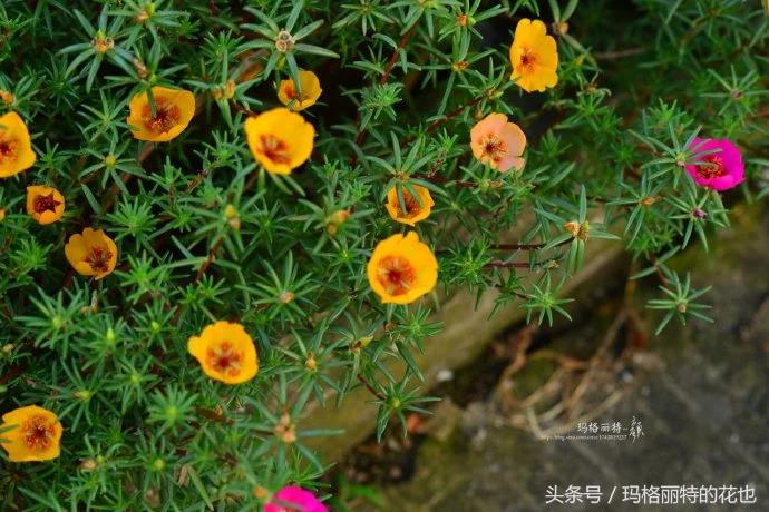 开满鲜花的小路教学设计一等奖,园丁培植万朵花