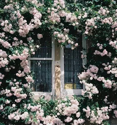 一生以花为伴,以花为伴虚度光阴