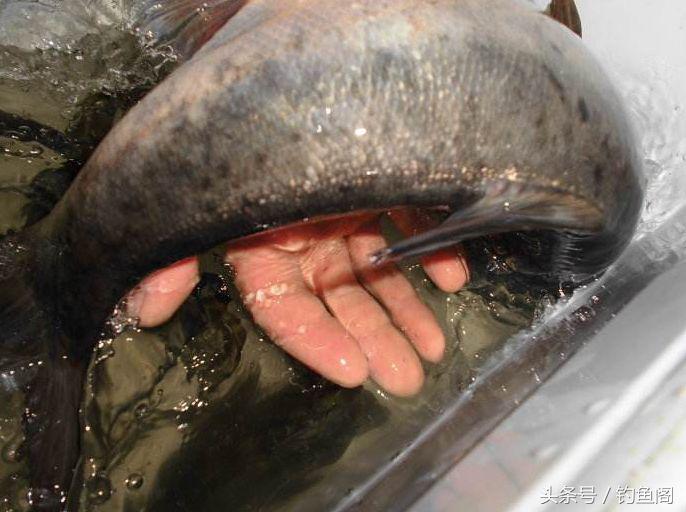 十种钓鱼看漂技巧,钓鱼看漂十大技巧教学