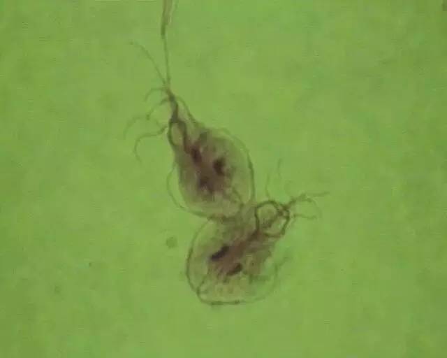 女子发烧42度,女子发烧39.7