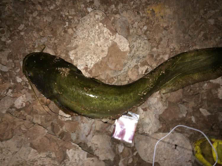 夜钓黄蜂鱼和土鲶一大盆，被鱼鳍割破了手