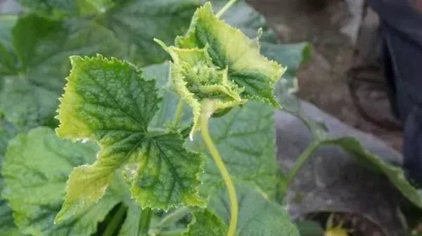 农资店老板透露了一个混合配方,各种农药的配兑技巧分享给农友们