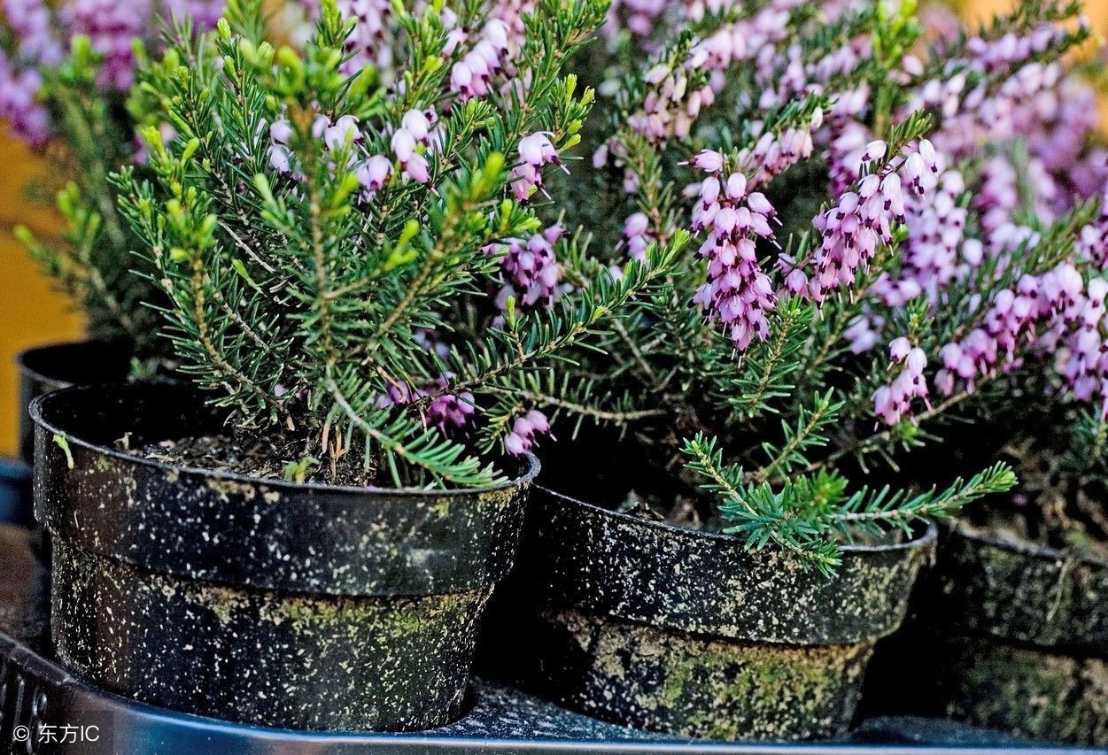 家里养的这几种绿植竟然有剧毒,日常绿植毒性