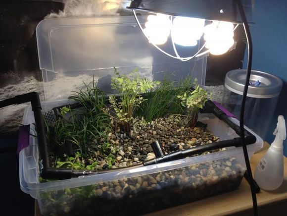 「龟龟环境篇」沼泽过滤(bogfilter):一种原生态水处理技术