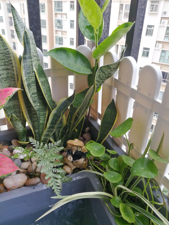 龟缸沼泽过滤系统视频,龟池沼泽过滤