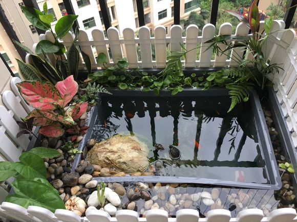 「龟龟环境篇」沼泽过滤(bogfilter):一种原生态水处理技术