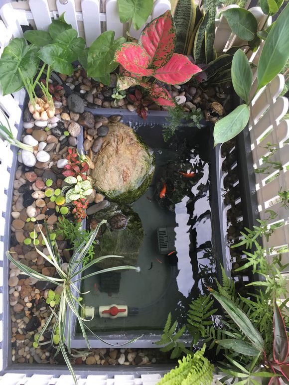 「龟龟环境篇」沼泽过滤(bogfilter):一种原生态水处理技术