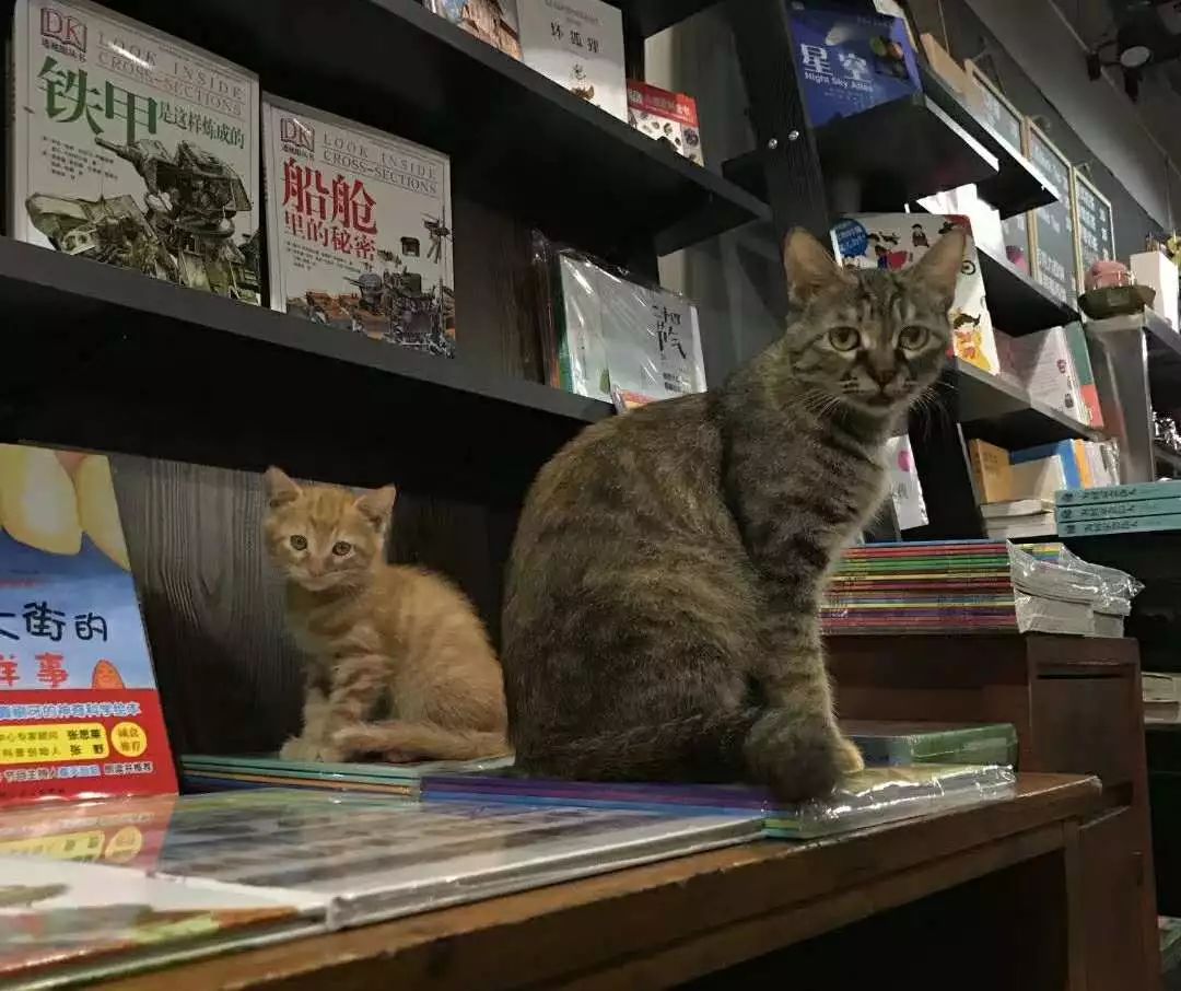 书店街卖的猫,书店猫