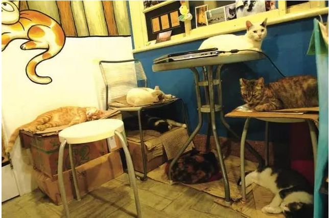 书店街卖的猫,书店猫