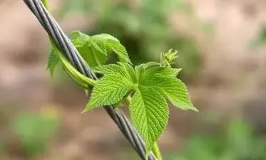 割人藤对人体有什么好处,割人藤加艾叶能治什么病