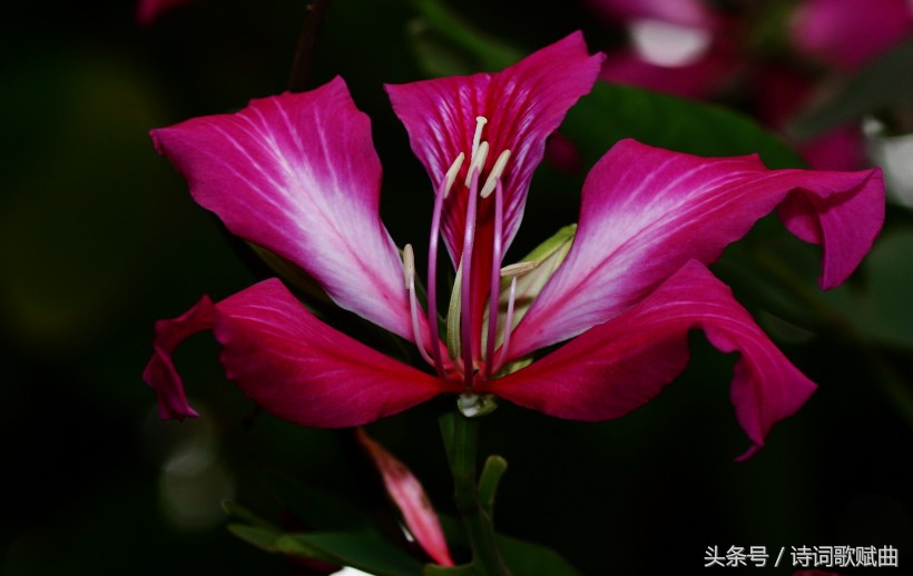 毛*东泽**经典诗词，气魄宏大，每一首都激荡着气势磅礴的英雄气概