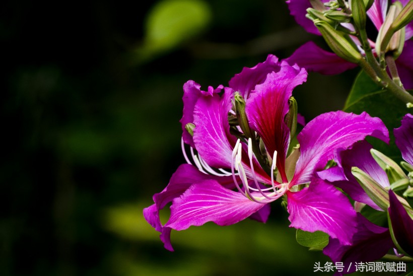 毛*东泽**经典诗词，气魄宏大，每一首都激荡着气势磅礴的英雄气概