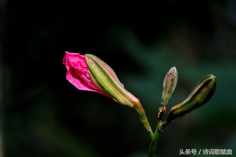 毛*东泽**经典诗词，气魄宏大，每一首都激荡着气势磅礴的英雄气概