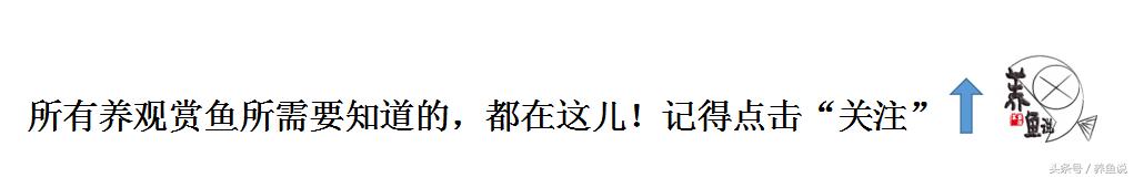 三湖慈鲷黄宽蝴蝶哪个品种最凶,三湖慈鲷系列6