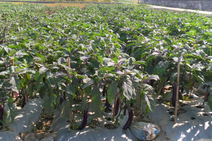 农民种植茄子全过程,茄子卷叶茄子长不大就烂了怎么办