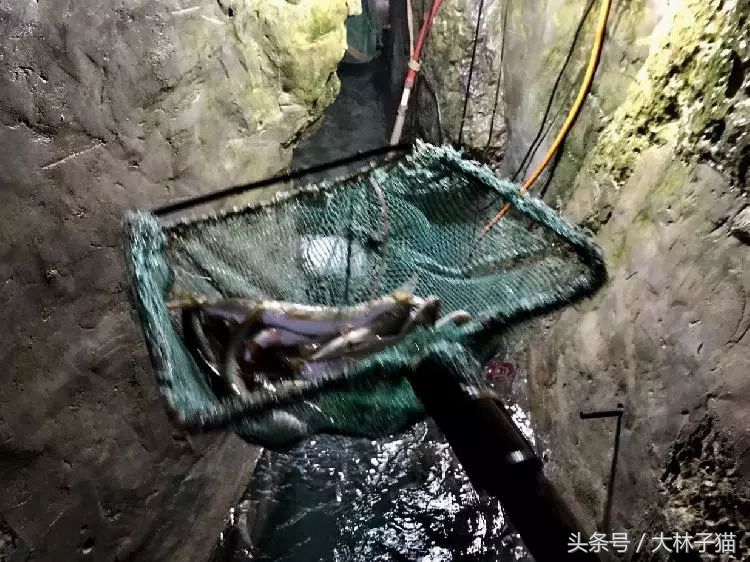 梦见后山挖出大洞穴里面有宝物,梦见大古墓并取出财宝