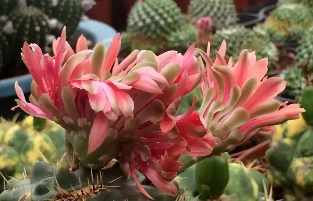 多肉植物的变异,多肉变异的样子