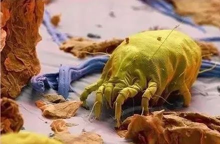 螨虫走开！中疾控检测100%有效，家有小宝、消除过敏源必备