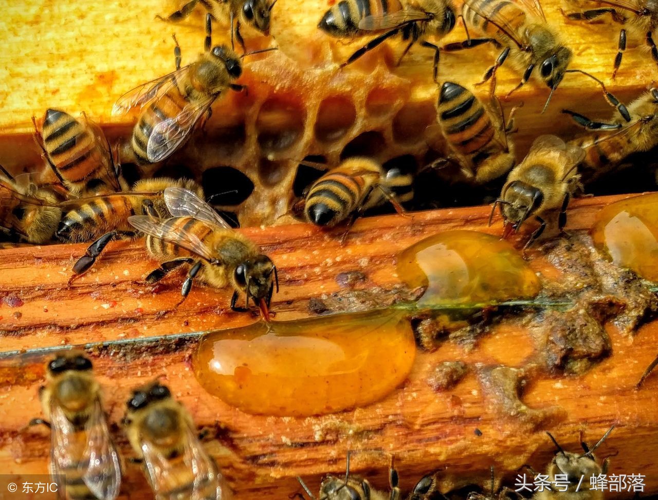 为什么有的蜂王筑巢有的不筑巢,为什么蜂王不飞