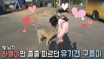 流浪狗收养后如何训练,收养流浪狗怎么训练