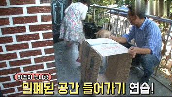 流浪狗收养后如何训练,收养流浪狗怎么训练