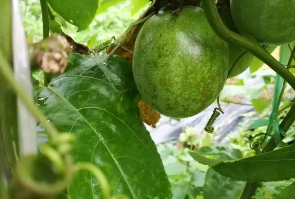 百香果树有什么病害,百香果掉叶的病害