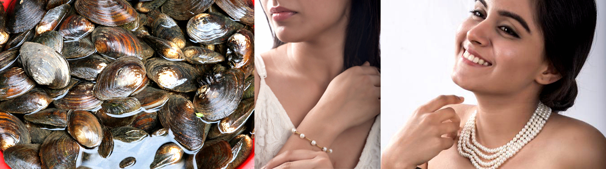 海边贝类种类,各种贝类的名称