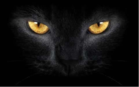 遇见全黑的猫有什么寓意,遇见黑色的猫会怎么样