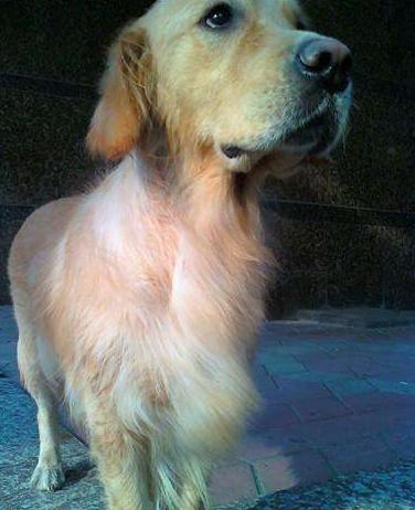 宠物为什么会容易丢失呢,宠物掉毛是什么原因