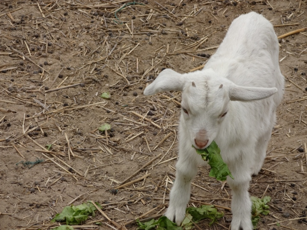 水果树羊粪和鸡粪哪个施肥效果好,羊粪和鸡粪养花哪个施肥效果好