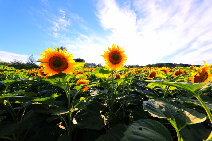 莲花山转播台,莲花山上央视
