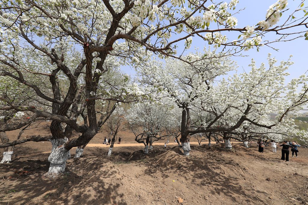 莲花山转播台,莲花山上央视