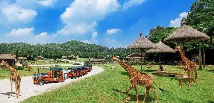 我不要做中国迪士尼，我要做中国的长隆！——苏志刚的长隆故事