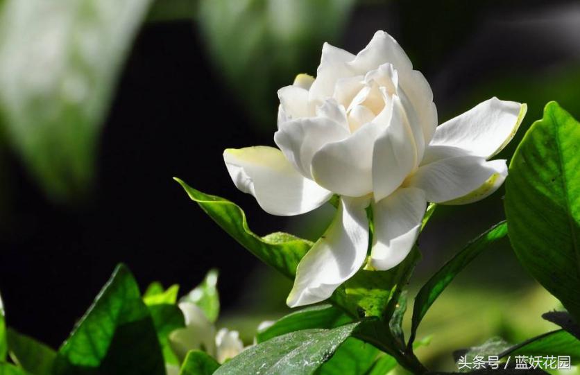 杜鹃花夏季花蕾不开叶子发黄发焦,栀子花杜鹃花怎么养护