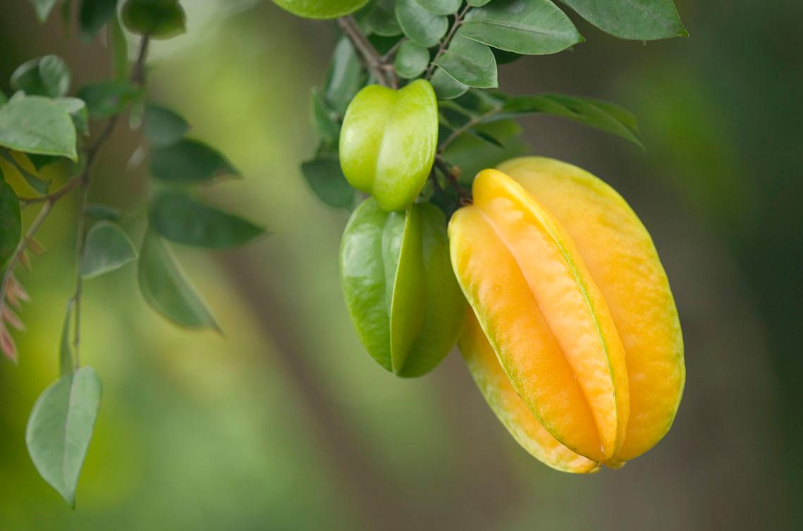 杨桃有哪些简单吃法,杨桃的吃法视频全集