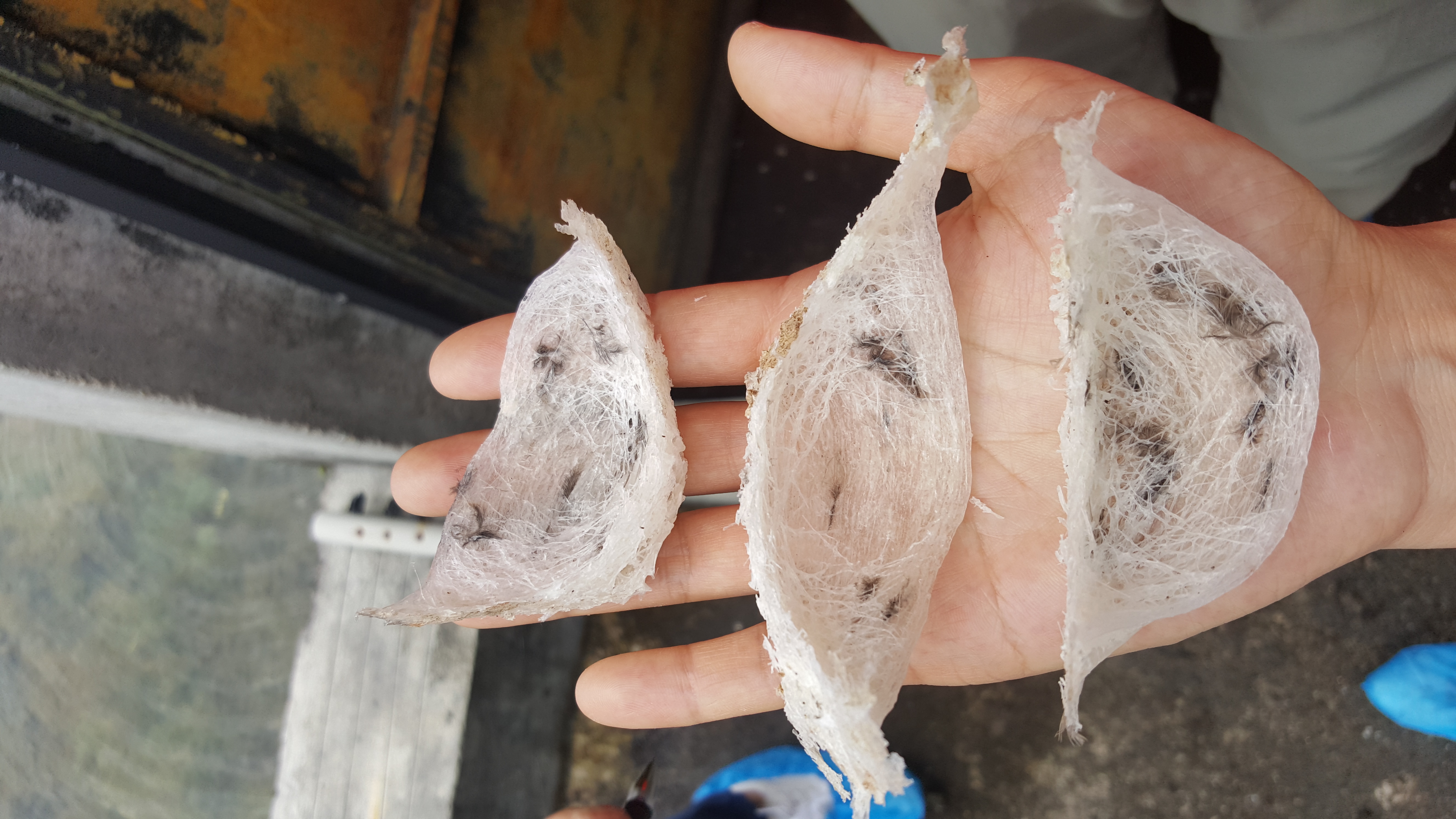 进口燕窝原料比较好,想买到真正安全放心的进口燕窝