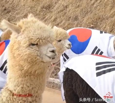 韩网友热议中国夺冠：Faker被中国绑架了吗