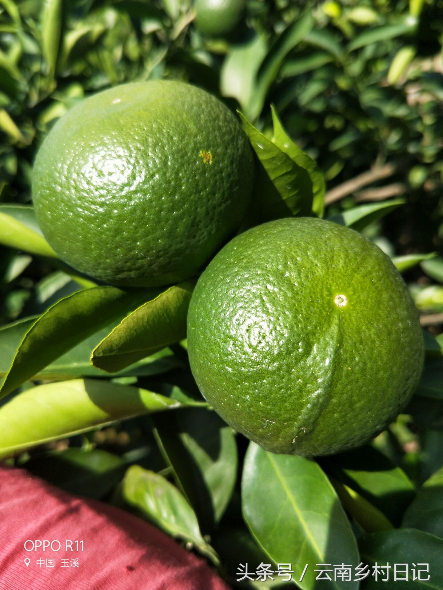 6个小时卖26万斤，“励志橙”背后的故事，王石潘石屹都为它宣传