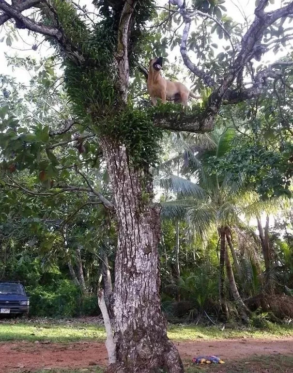 狗在猫砂盆里拉屎猫会怎么样,为什么有的狗会在猫砂盆拉屎