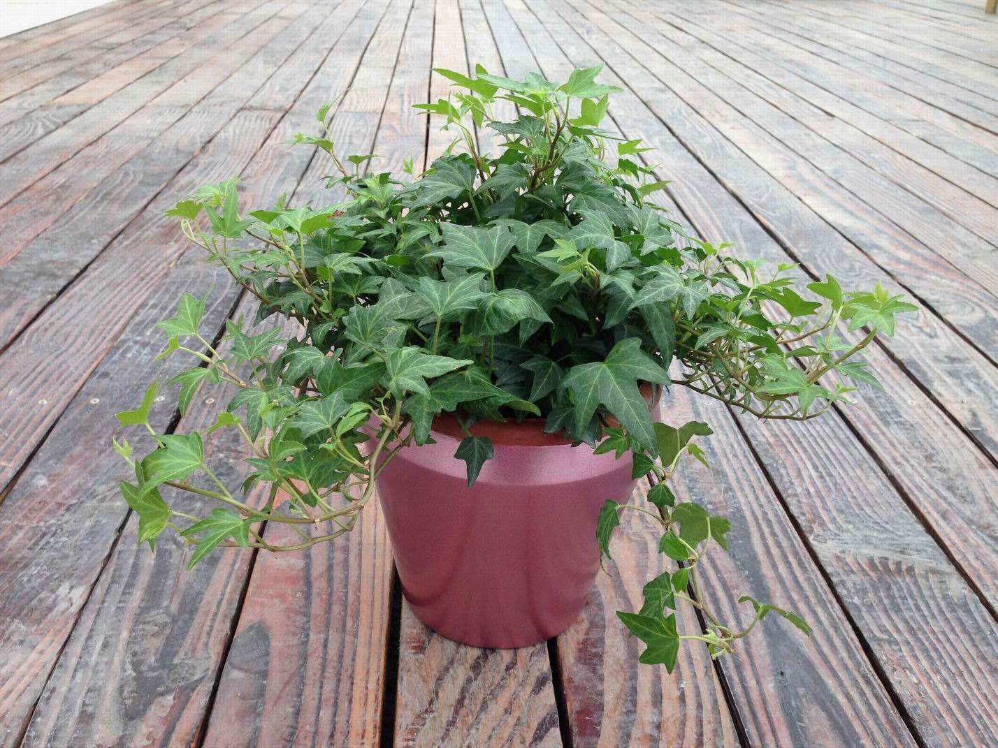 阴部瘙痒、阴道炎，首选常春藤（单方独用）